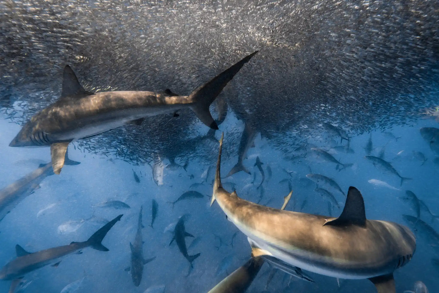 Shark Tank open casting call, or human bait ball? - DATSUSARA LLC