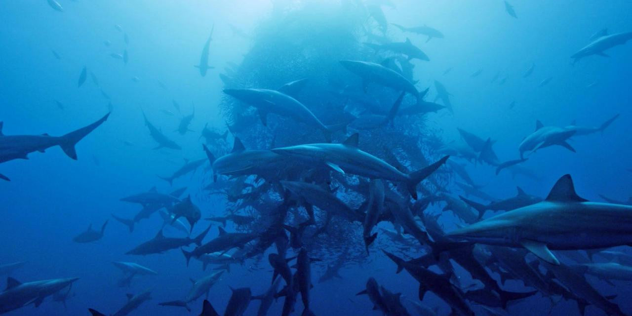 Shark Tank open casting call, or human bait ball?