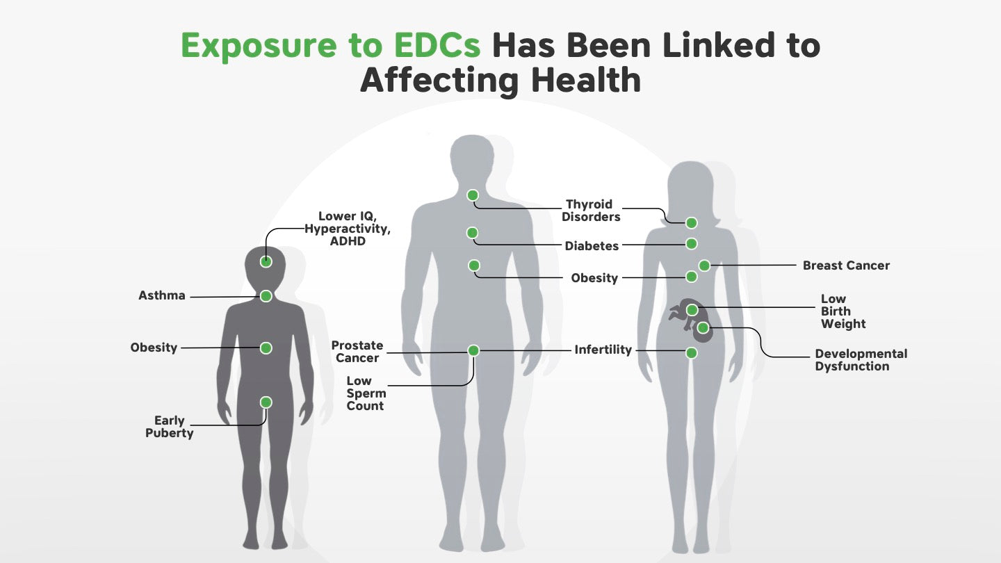 Diagram showing health effects linked to exposure to EDCs on human bodies.